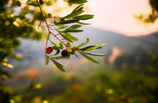 The Rise of Oleotourism – Seeking Olive Oil at Its Origen 