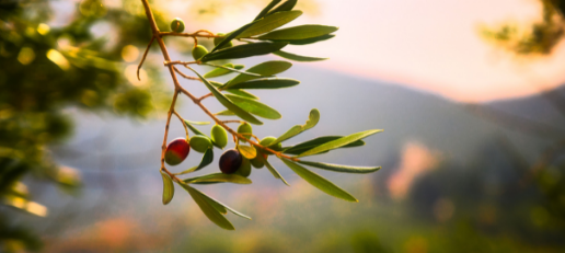 El auge del oleoturismo – Buscando el aceite de oliva en su origen